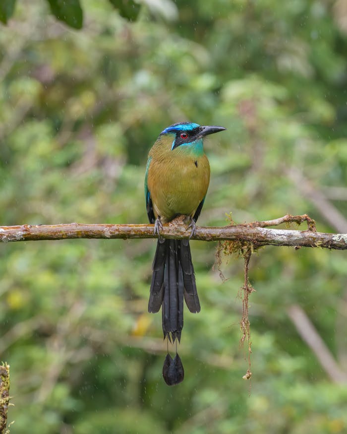 A beautiful Blue-crowned Motmot perching on a mossy branch in lush Costa Rican forest.