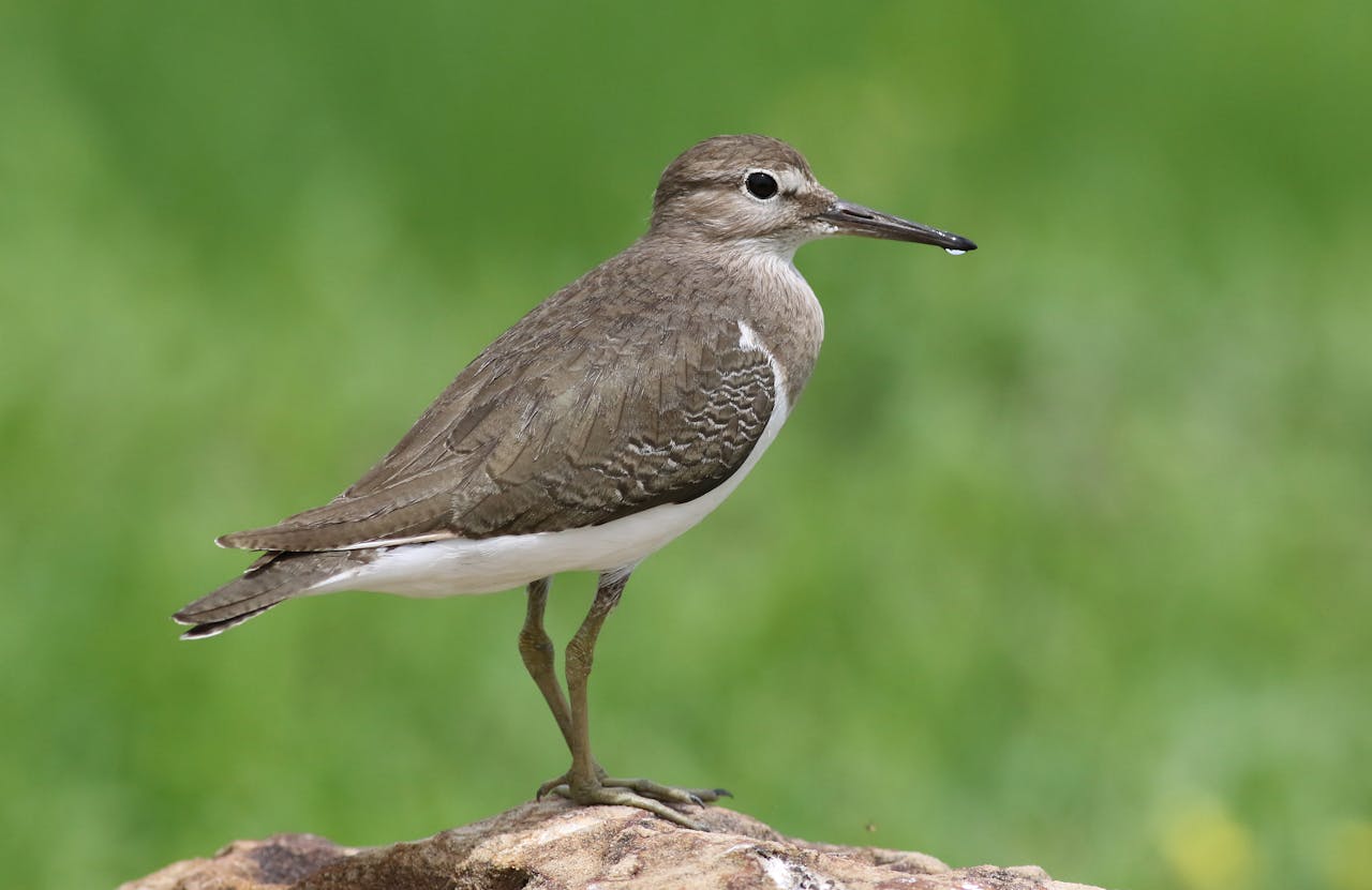 About Us A close-up of a Common Sandpiper (Actitis hypoleucos) perched on a rock in Chobe National Park, Botswana.