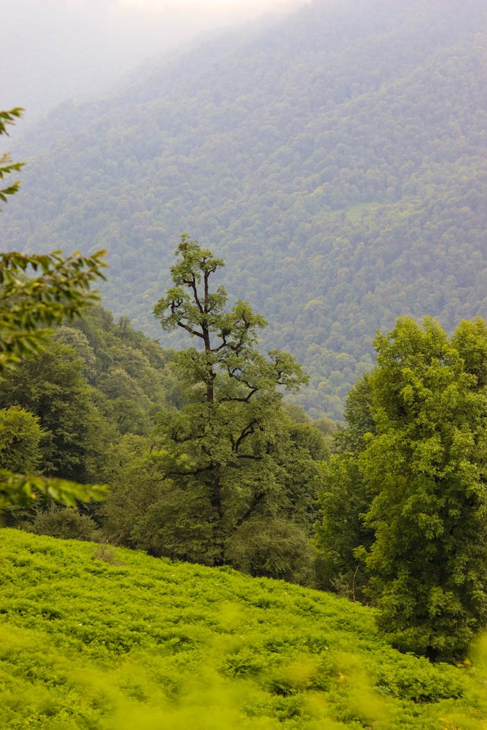 Services Captivating view of a verdant forest on a misty mountainside, depicting lush greenery and serene nature.