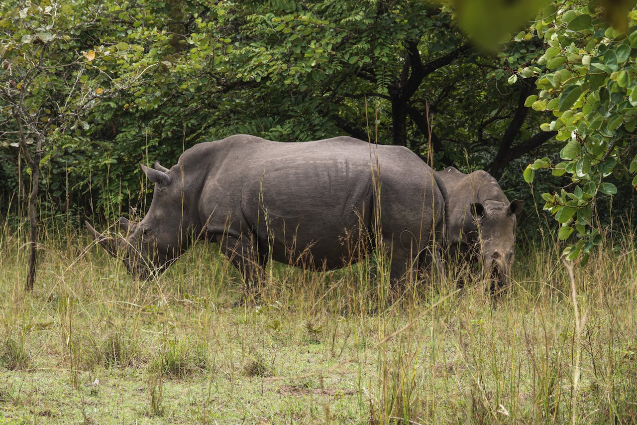 Services Two rhinos grazing peacefully in lush green vegetation. Perfect depiction of wildlife serenity.