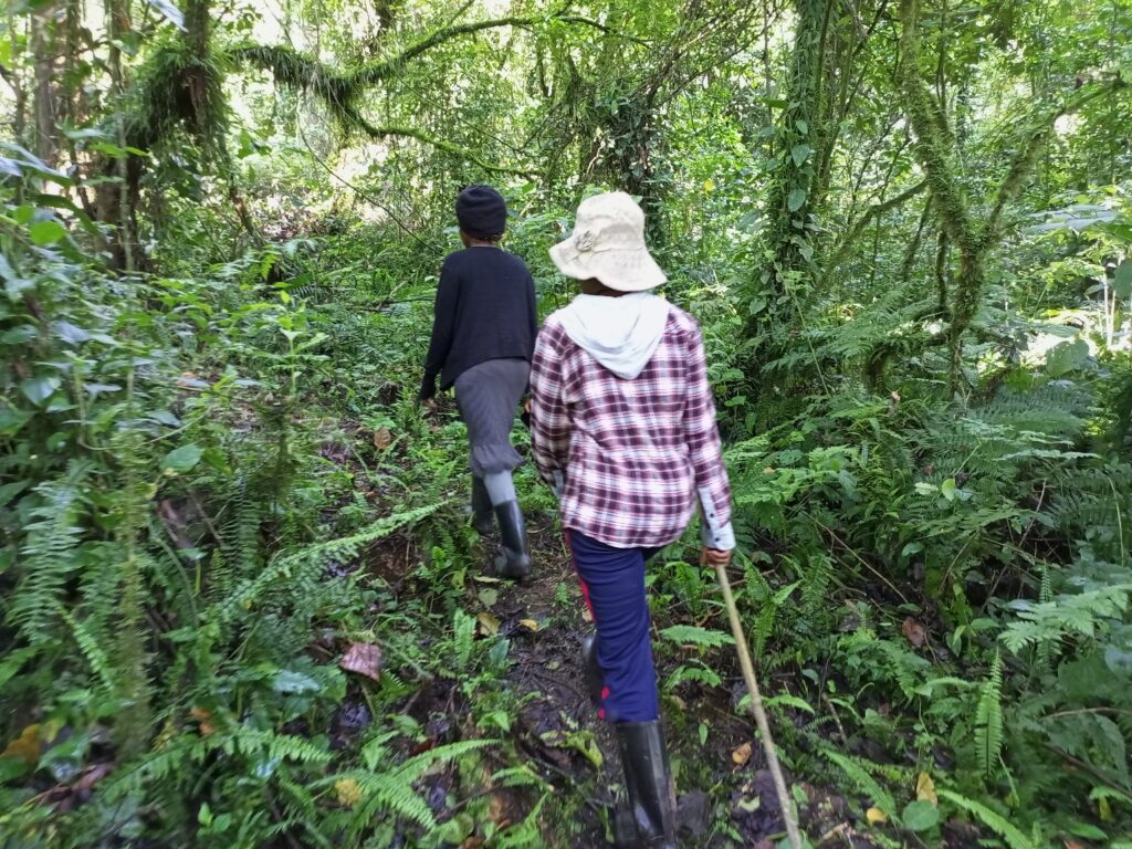 guided nature walks through the Rwenzori foothills